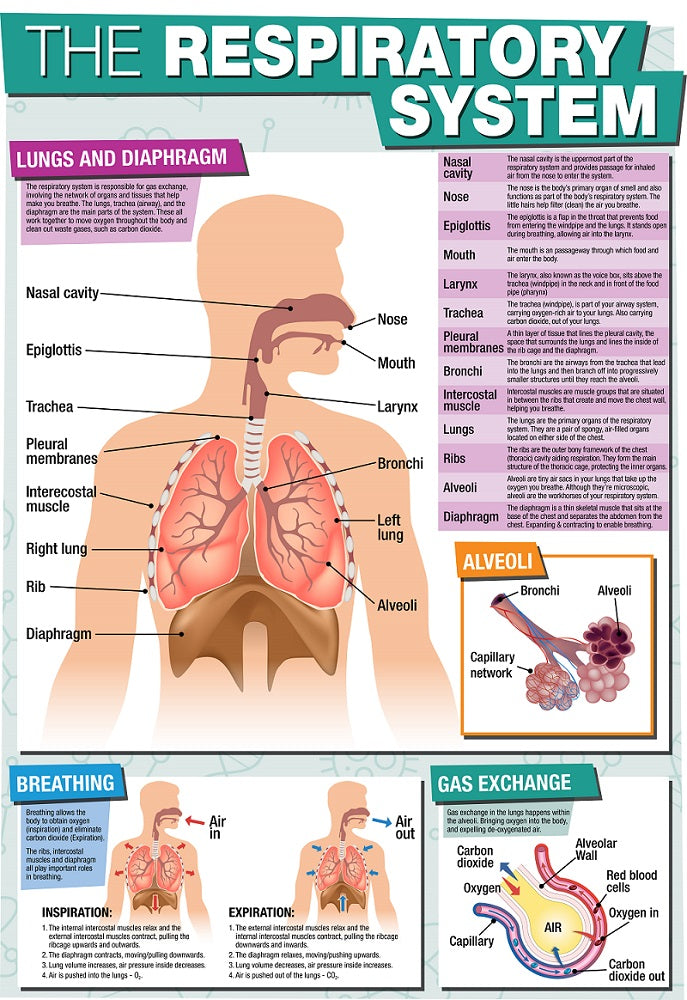 GCSE Science The Respiratory System - A2 Poster – Tiger Moon